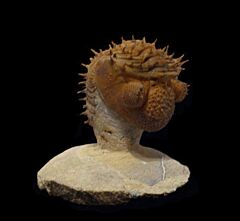Drotops armatus for sale | Buried Treasure Fossils