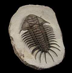 Crotalcephalus aff. africanus trilobite for sale | Buried Treasure Fossils