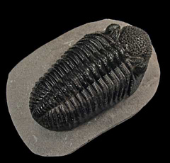 Drotops megamanicus trilobite | Buried Treasure Fossils