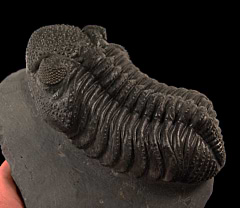 Drotops megamanicus trilobite | Buried Treasure Fossils