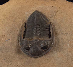 Odontochile sp. trilobite  | Buried Treasure Fossils
