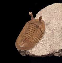 Asaphus kowalewskii trilobite | Buried Treasure Fossils