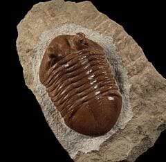 Big Russian trilobite for sale | Buried Treasure Fossils