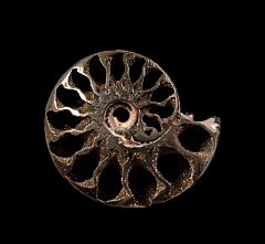 Pyrite ammonite for sale | Buried Treasure Fossils