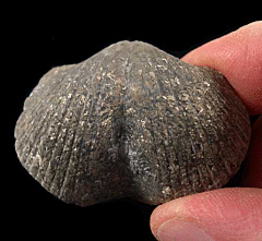 Pyritized Devonian brachiopod for sale | Buried Treasure Fossils