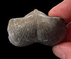 Pyritized Devonian brachiopod for sale | Buried Treasure Fossils