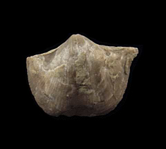 Brachiopod fossil for sale | Buried Treasure Fossils