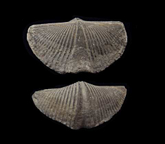 Mucrospirifer thedfordensis - Devonian | Buried Treasure Fossils