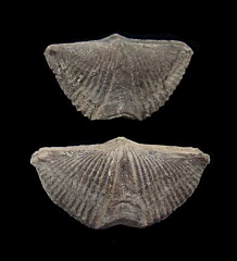 Mucrospirifer thedfordensis - Devonian | Buried Treasure Fossils