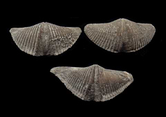 Real Devonian Brachiopods for sale  | Buried Treasure Fossils