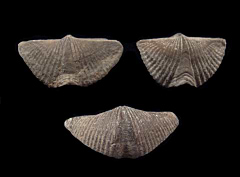 Mucrospirifer thedfordensis brachiopods | Buried Treasure Fossils