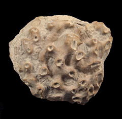 Fossil Sponge  | Buried Treasure Fossils