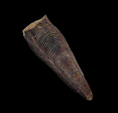 Paraconularia crustala | Buried Treasure Fossils