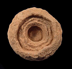 Stromatolite - Morocco | Buried Treasure Fossils