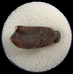 Janassa bituminosa tooth | Buried Treasure Fossils
