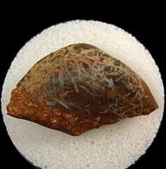 Kentucky Sandolodus tooth for sale | Buried Treasure Fossils