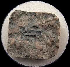 Chomatodus multiplicatus tooth | Buried Treasure Fossils