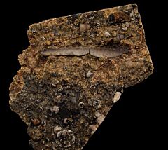 Chomatodus tooth | Buried Treasure Fossils