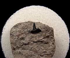 Excellent Symmorium reniforme tooth for sale | Buried Treasure Fossils
