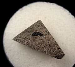 Mississippian Venustodus tooth for sale | Buried Treasure Fossils