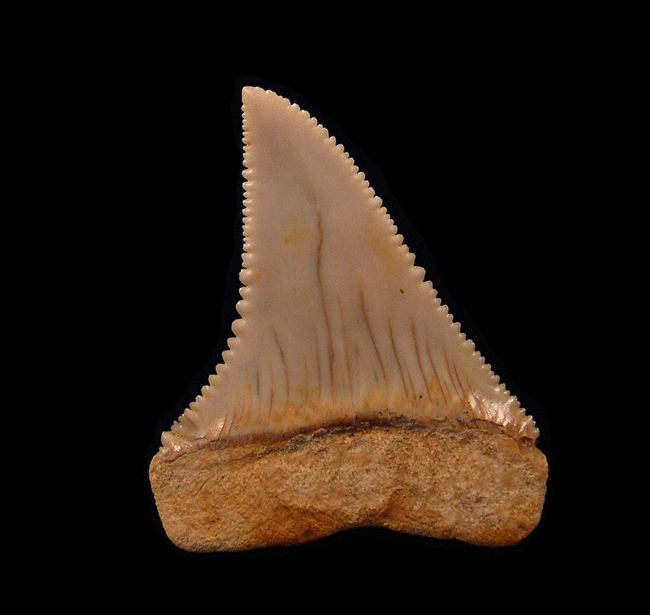 Tan Chilean Great White shark tooth for sale