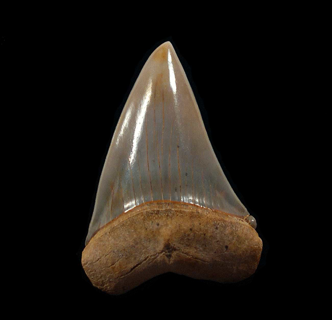 mako shark tooth