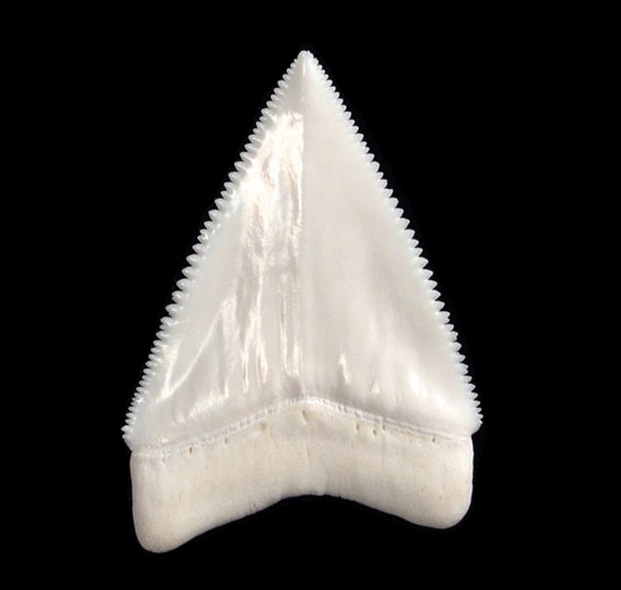 Big White Great White tooth for sale