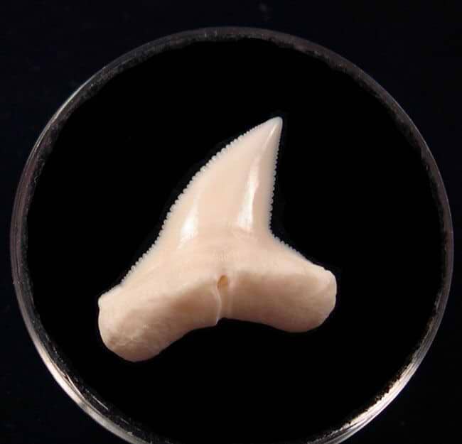 hammerhead shark teeth