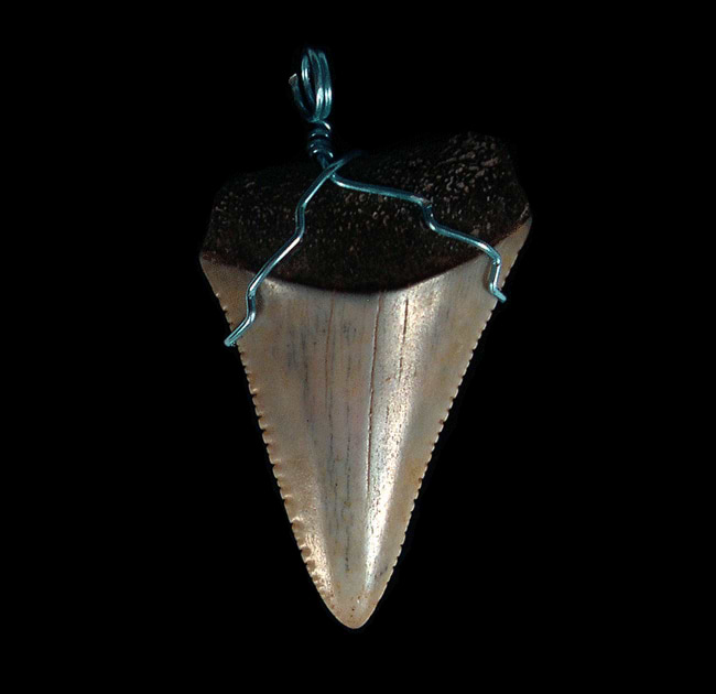 Men's Shark Tooth Charm 10K Yellow Gold | Kay