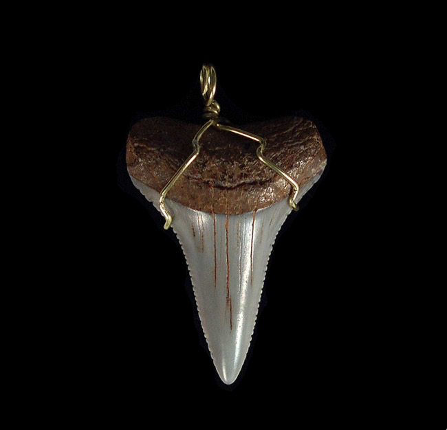 Dinosaur tooth necklace. Mosasaur tooth found in Morocco in this one of a  kind silver necklace. | Sculptural jewelry, Tooth necklace, Silver necklace
