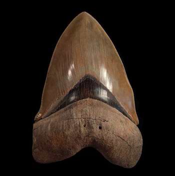 Museum Quality Shark Teeth