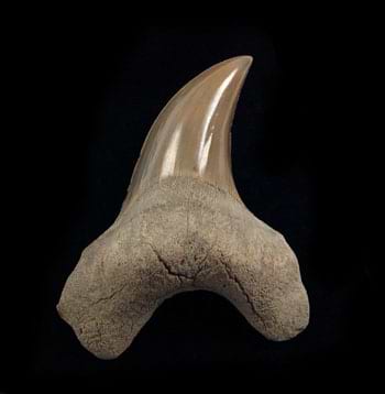 Parotodus benedeni Shark Teeth