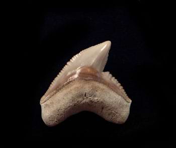 Tiger Shark Teeth