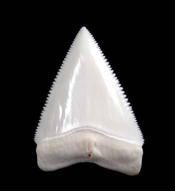 Modern Shark Teeth
