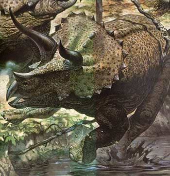 Ceratopsians / Triceratops 