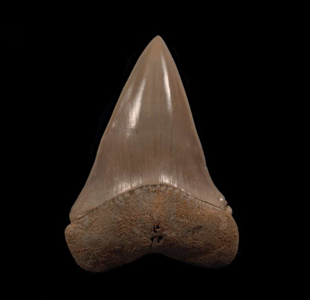 shark teeth fossil