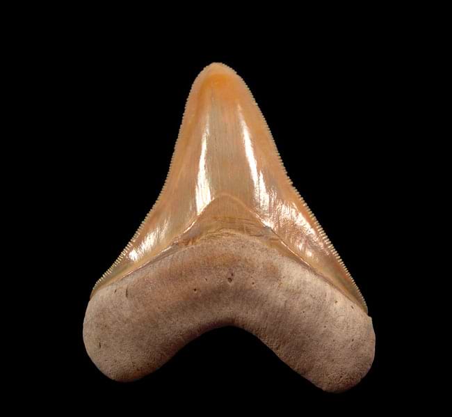 What Is A Megalodon Teeth, Why Do People Buy One And How To Find One