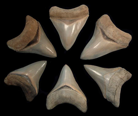 Unearthing Ancient Wonders: A Dive into the Megalodon Teeth of eBay