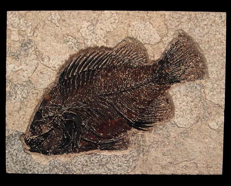 Best 6 Fish Fossils Available for Collectors
