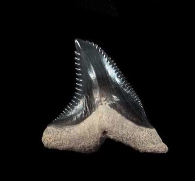 Snaggle Tooth Shark