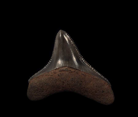 Unraveling the Mysteries: The Youngest Megalodon Tooth Found and the Alpha Predator of the Ancient Seas