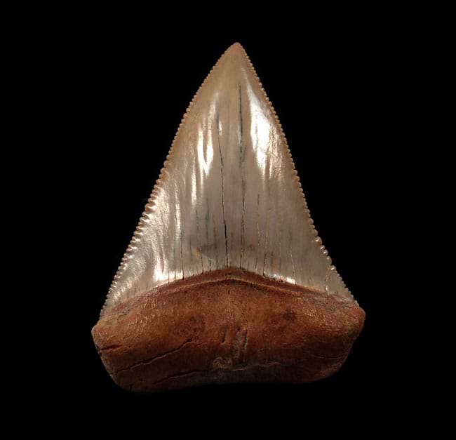 Understanding The Value of a Great White Shark Tooth