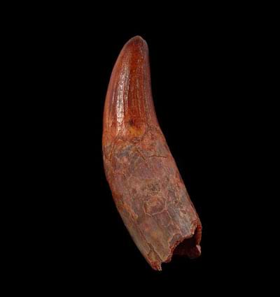 Elosuchus-tooth