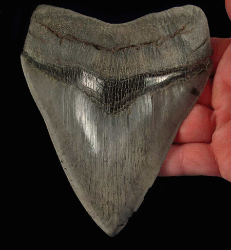 megalodon tooth hunting