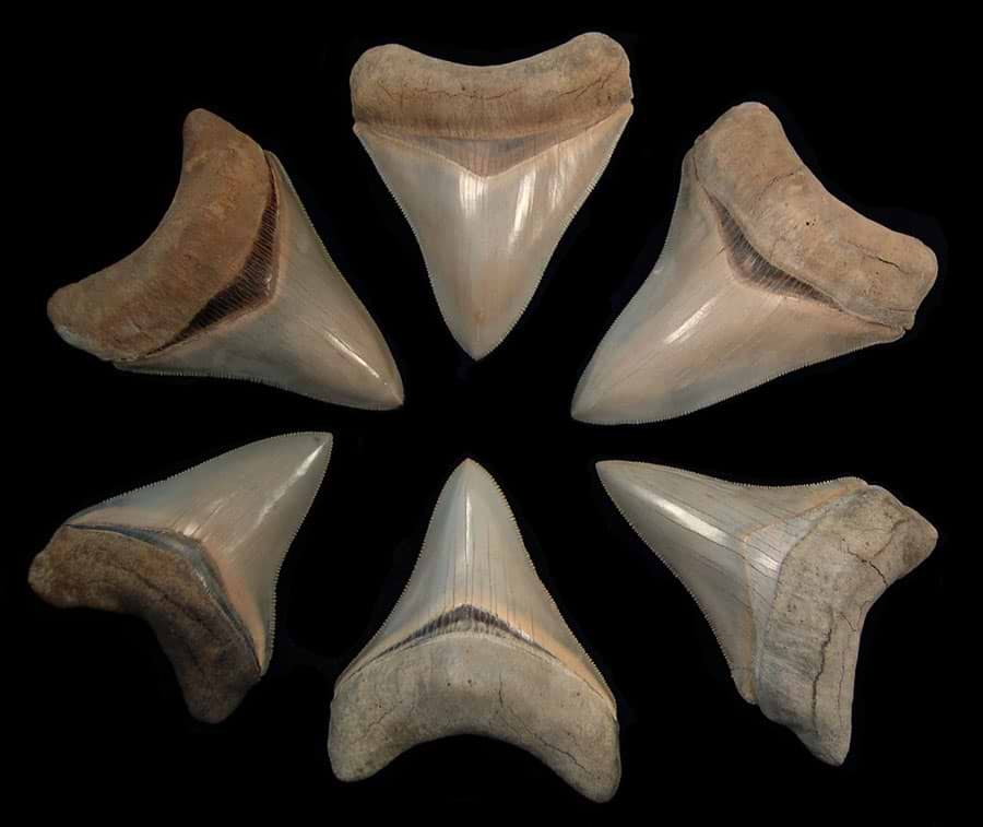 Megalodon Tooth Collection: Secrets to Successful Purchasing