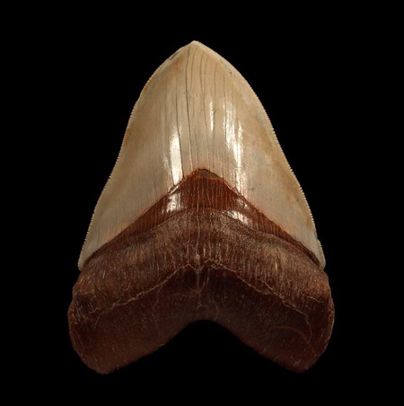 megalodon great white shark tooth