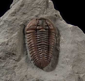3 Fun Facts You Probably Didn’t Know About Fossils