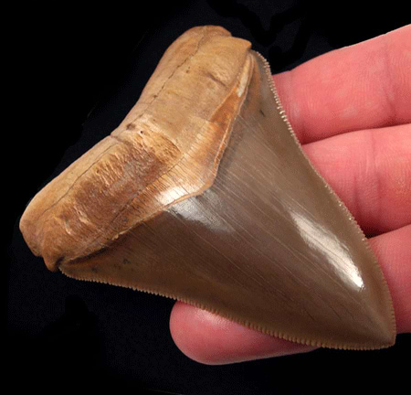 Megalodon in Peru: Unearthing the Truth Behind the Tooth