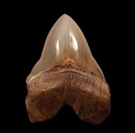 most expensive megalodon tooth