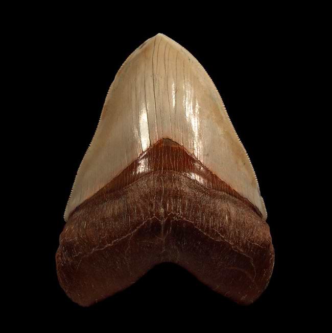 Megalodon in Chile: Unveiling the Largest Tooth Ever Found